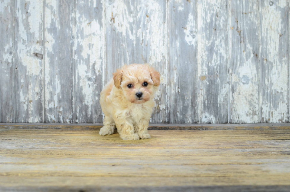 Adorable Maltese Poodle Poodle Mix Puppy