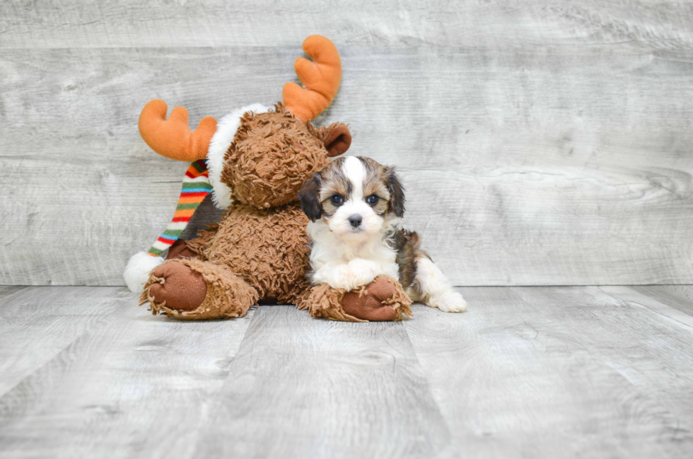 Cavapoo Pup Being Cute