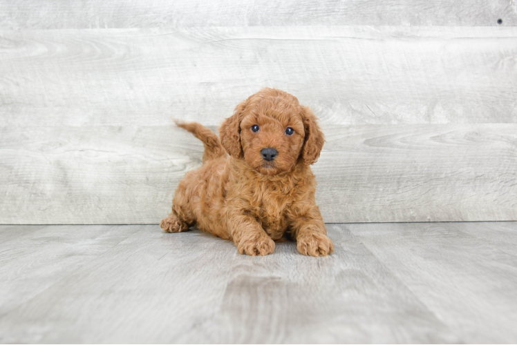 Mini Goldendoodle Pup Being Cute