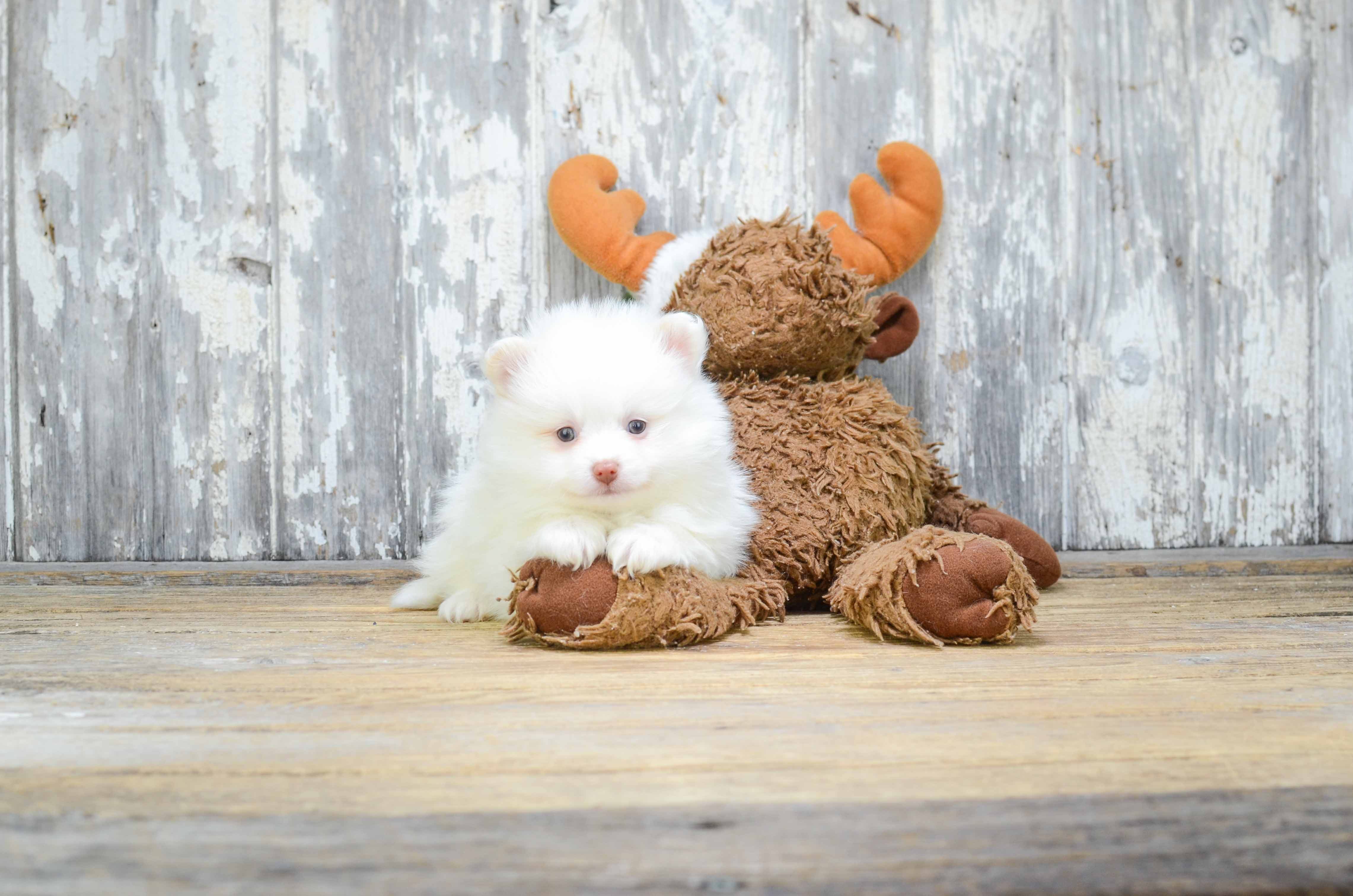 Pomeranian Pup Being Cute