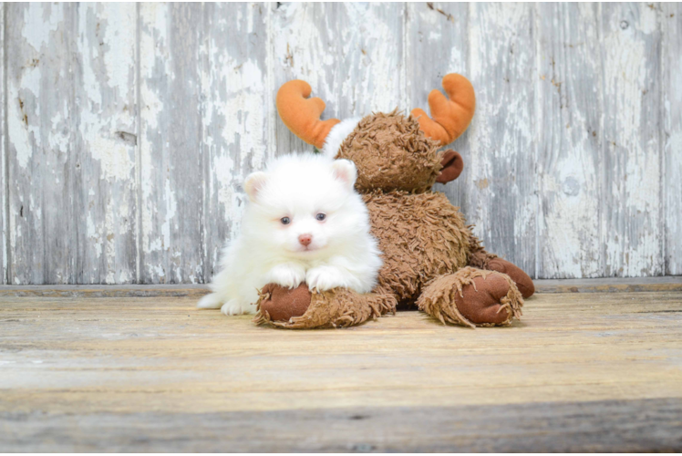 Pomeranian Pup Being Cute