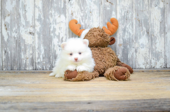 Pomeranian Pup Being Cute