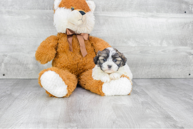 Playful Shit Designer Puppy
