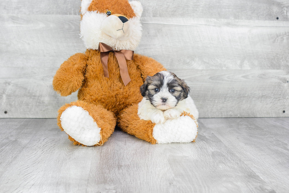 Playful Shit Designer Puppy