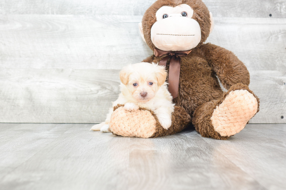 Best Maltipoo Baby