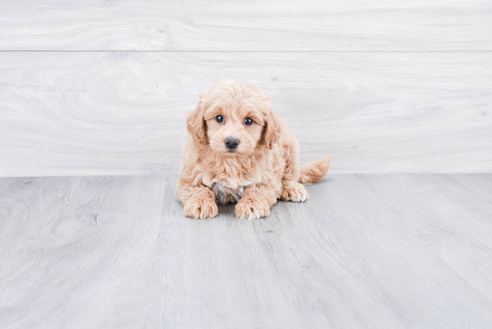 Best Mini Goldendoodle Baby