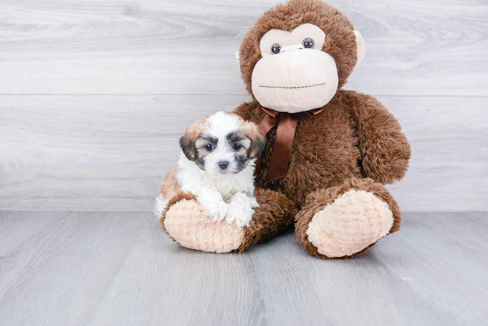 Teddy Bear Pup Being Cute