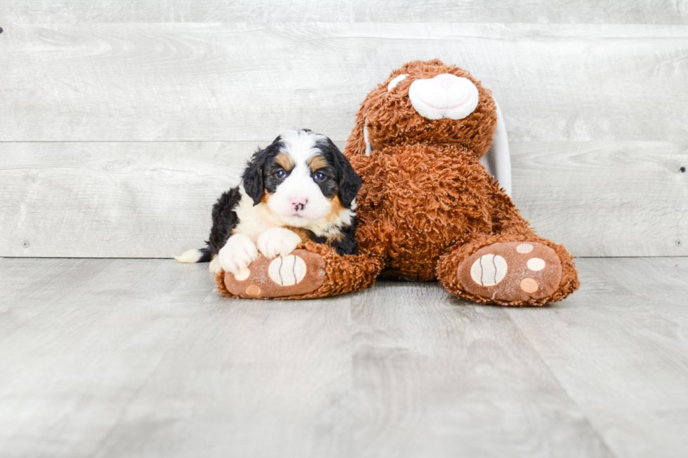 Mini Bernedoodle Pup Being Cute