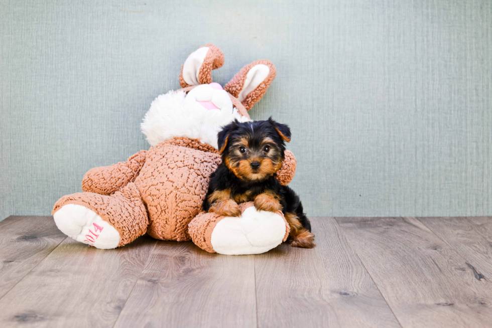 Meet Izzie - our Yorkshire Terrier Puppy Photo 