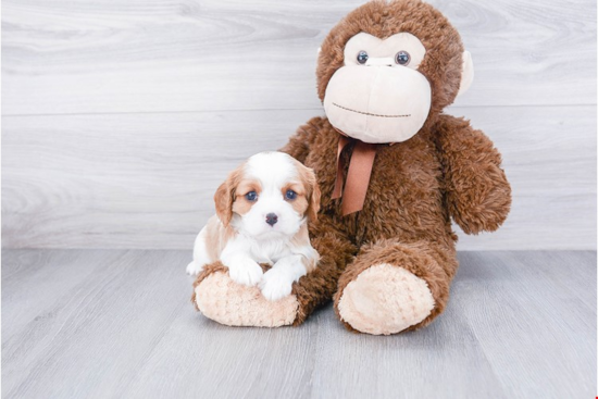 Best Cavalier King Charles Spaniel Baby