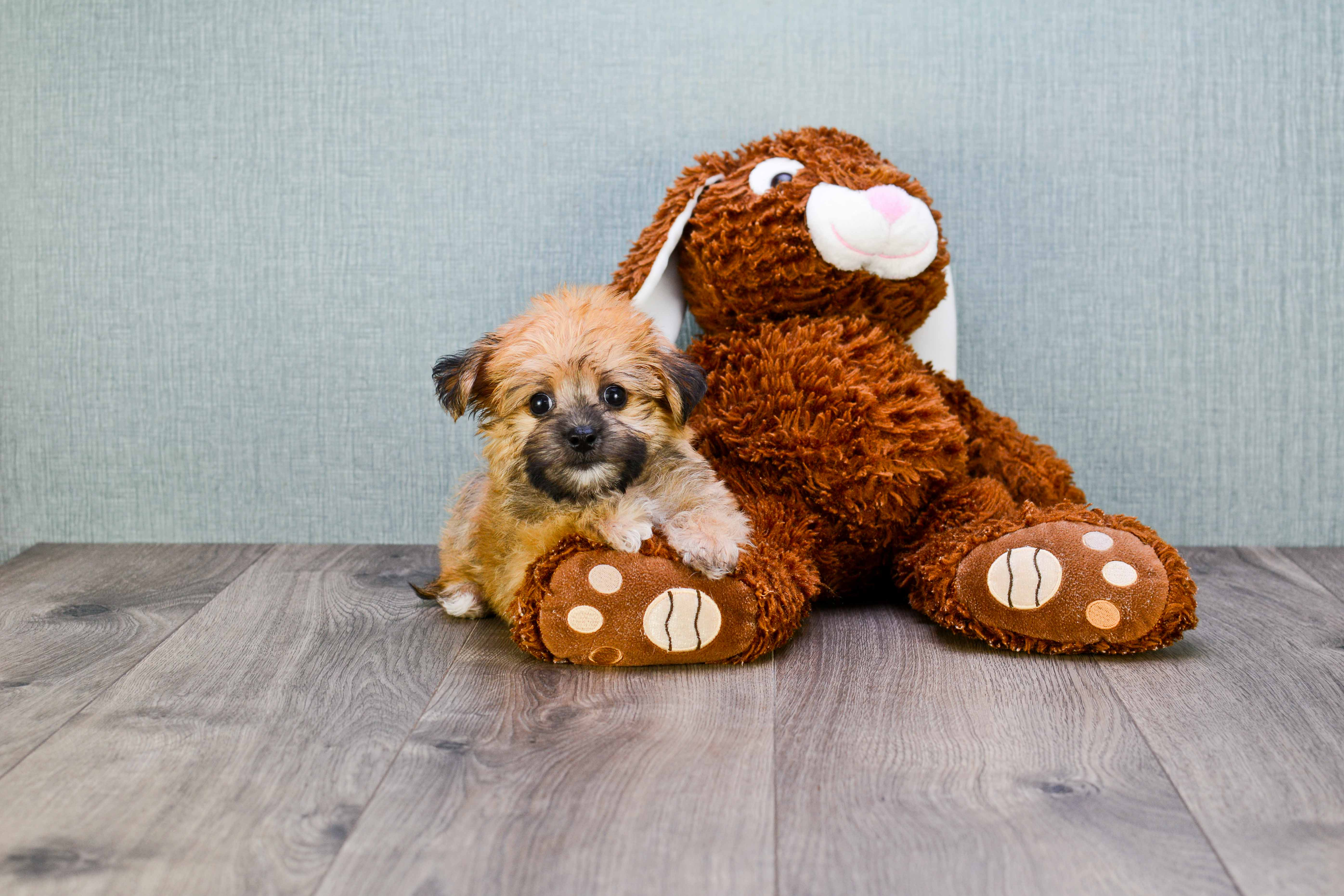 Morkie Pup Being Cute