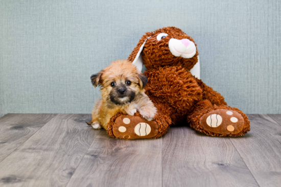 Morkie Pup Being Cute