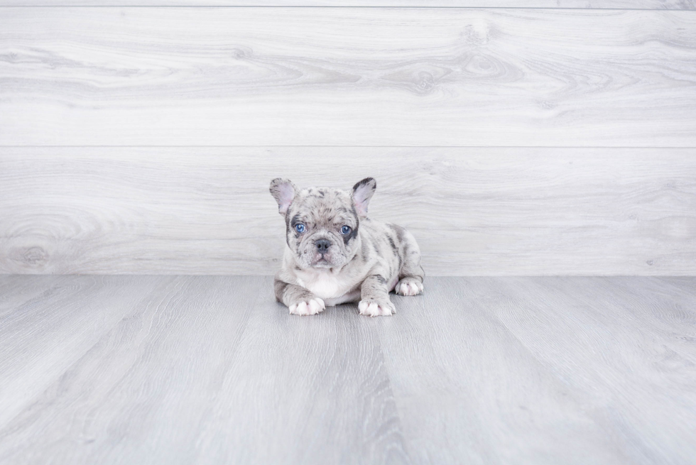 Hypoallergenic French Bulldog Purebred Pup