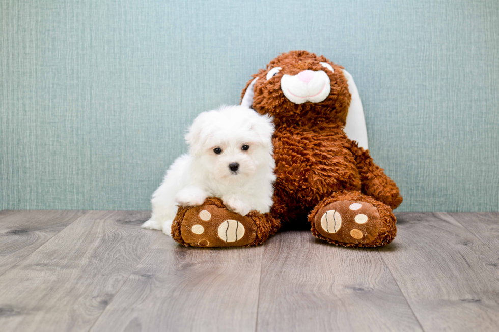 Petite Maltese Purebred Puppy