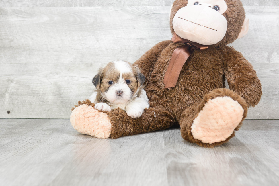 Havanese Pup Being Cute