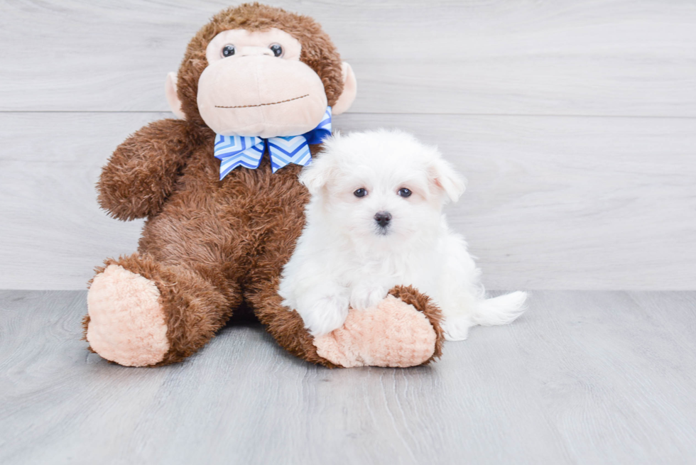 Cute Maltese Purebred Puppy