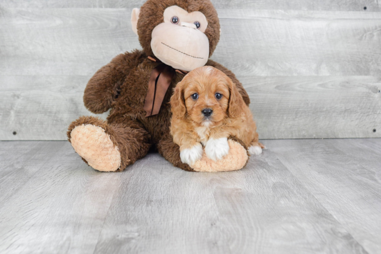 Cavapoo Pup Being Cute