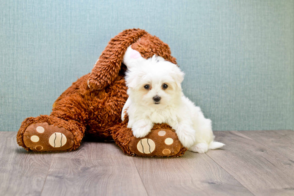 Smart Maltese Purebred Puppy