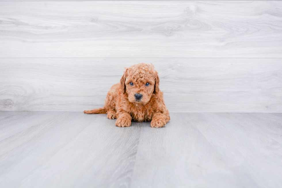 Best Mini Goldendoodle Baby