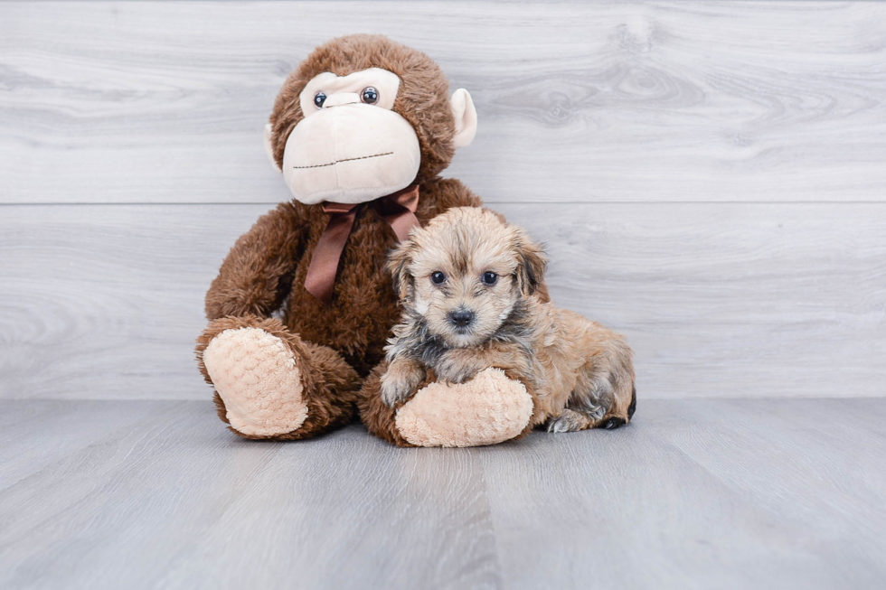 Morkie Puppy for Adoption