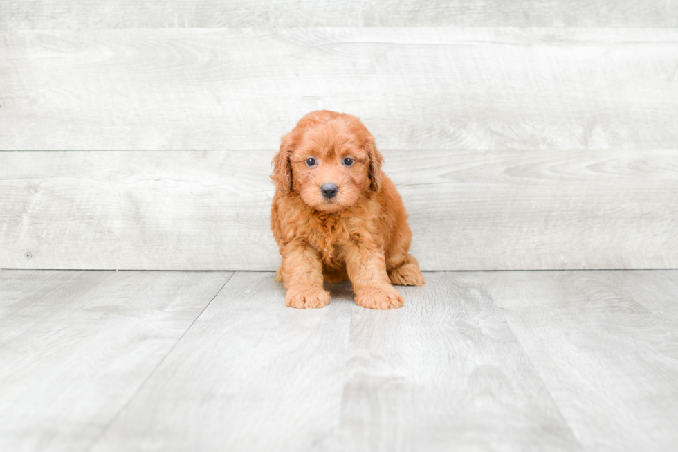 Mini Goldendoodle Puppy for Adoption