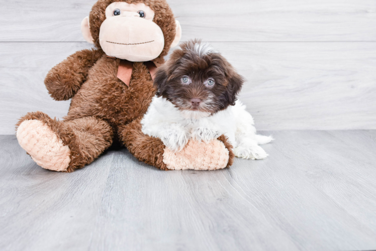 Havanese Puppy for Adoption