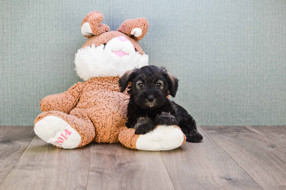 Mini Schnauzer Pup Being Cute