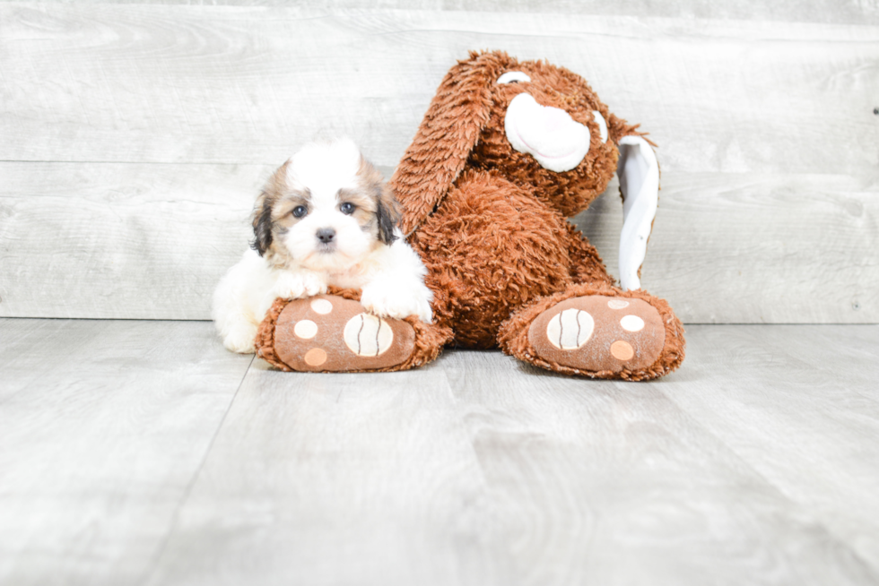 Popular Teddy Bear Designer Pup