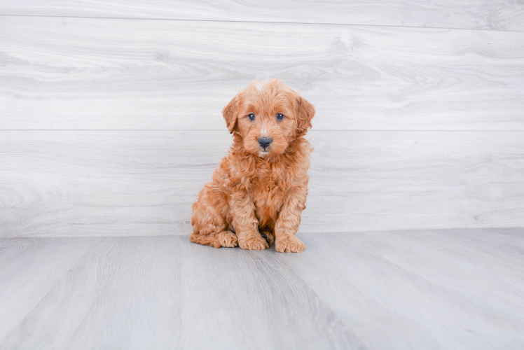 Petite Mini Goldendoodle Poodle Mix Pup