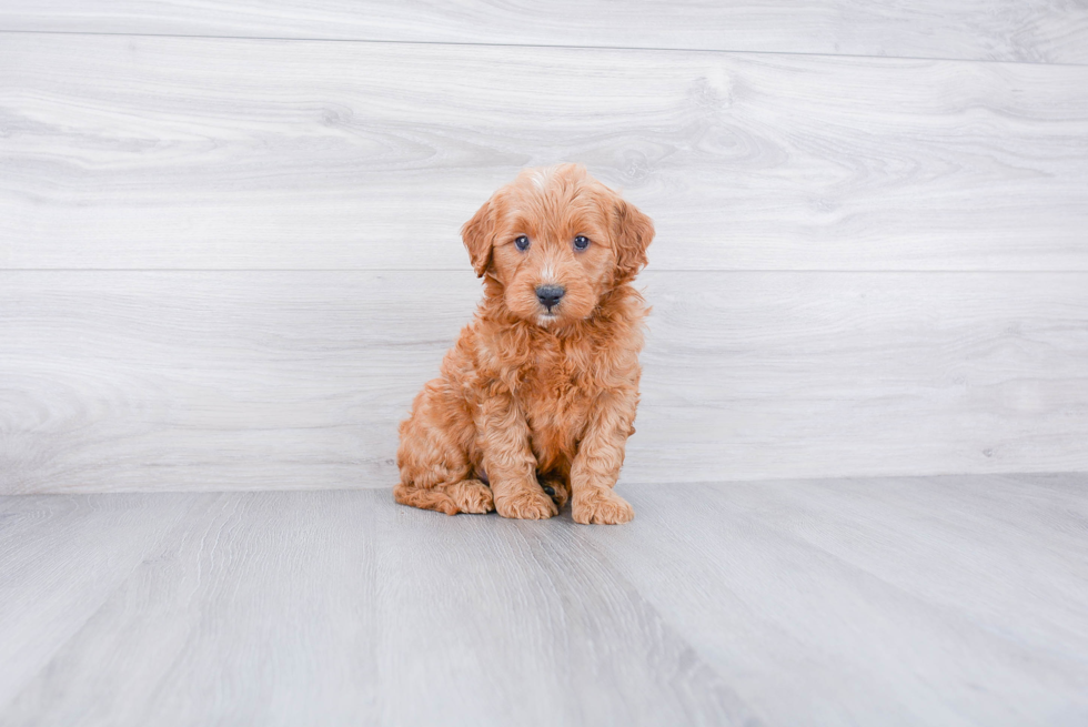 Petite Mini Goldendoodle Poodle Mix Pup