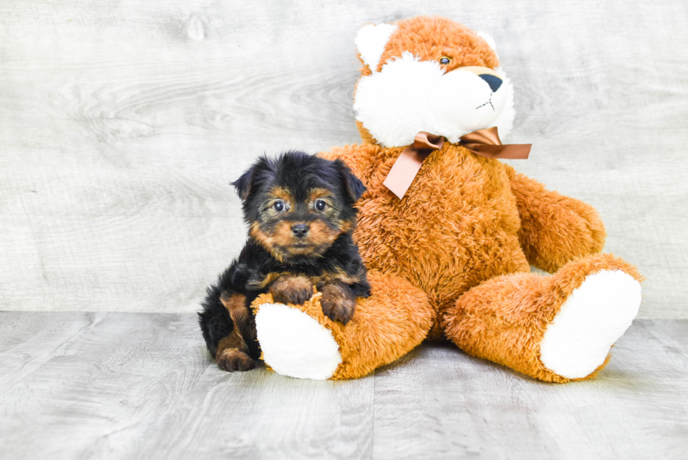 Meet Avery - our Yorkshire Terrier Puppy Photo 