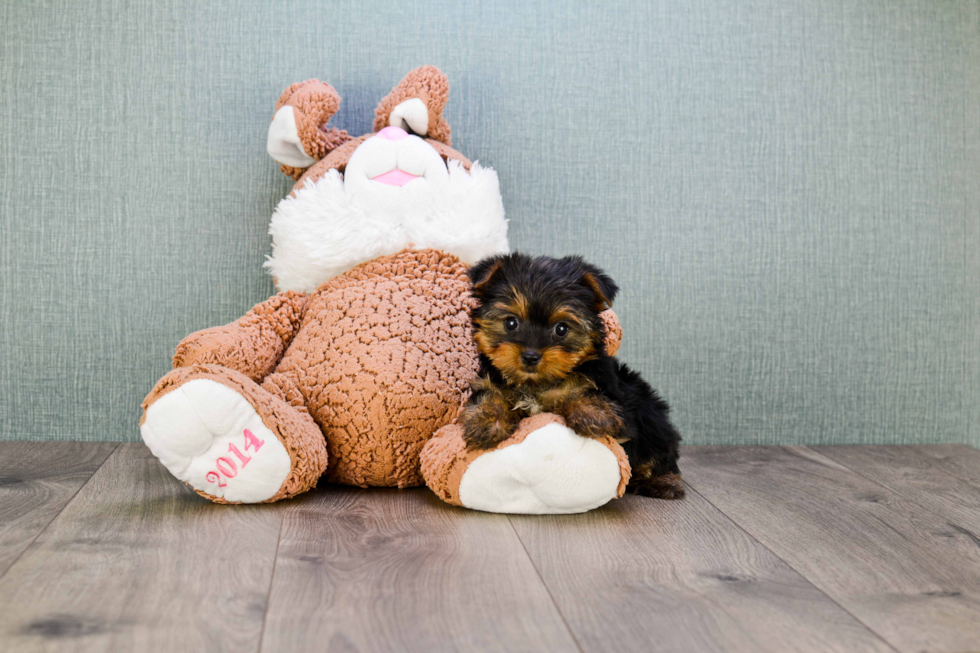 Meet Goldie - our Yorkshire Terrier Puppy Photo 