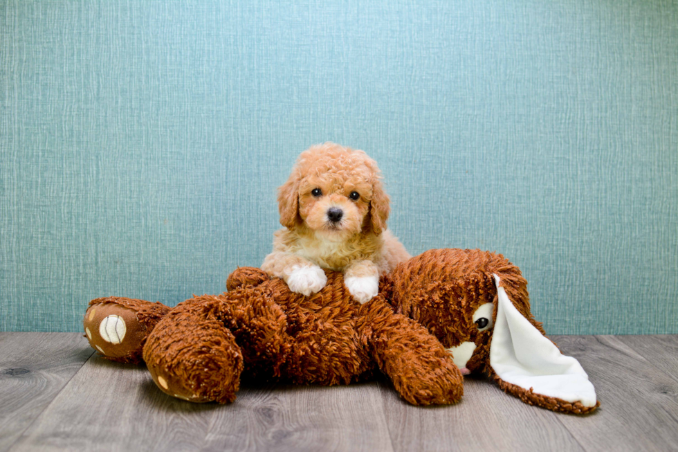 Energetic Cavoodle Poodle Mix Puppy