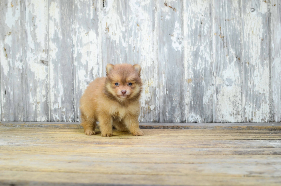 Best Pomeranian Baby