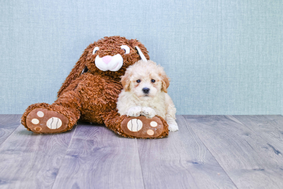 Best Maltipoo Baby