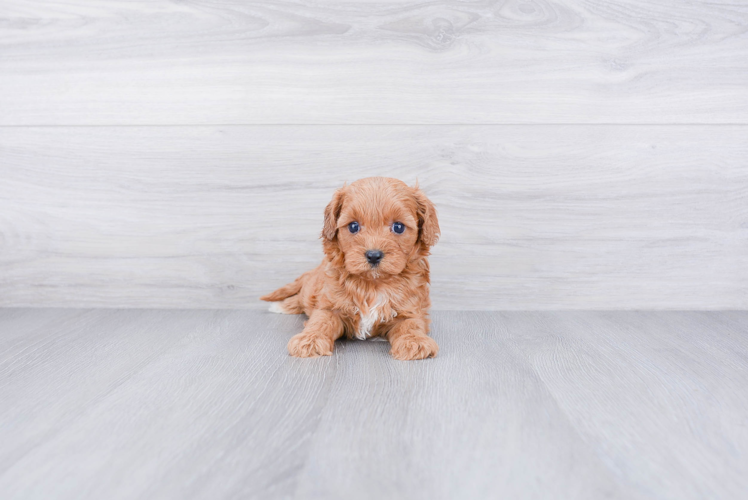 Adorable Cavoodle Poodle Mix Puppy