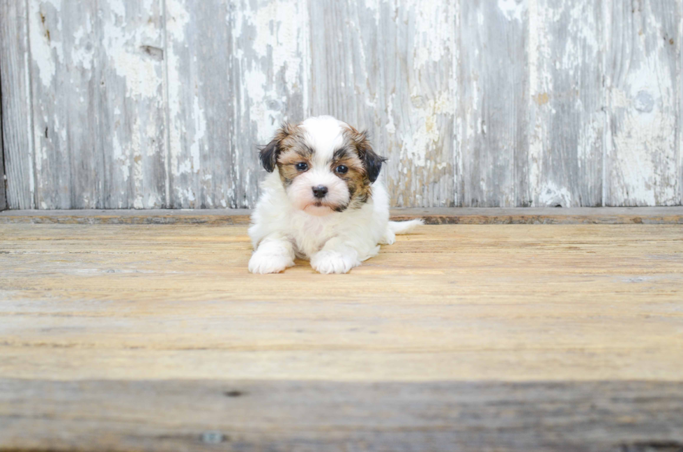 Smart Teddy Bear Designer Pup