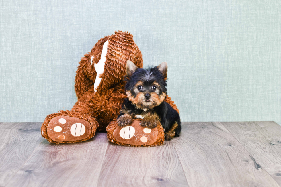 Meet Ronaldo - our Yorkshire Terrier Puppy Photo 