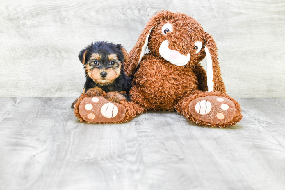 Meet Beckham - our Yorkshire Terrier Puppy Photo 