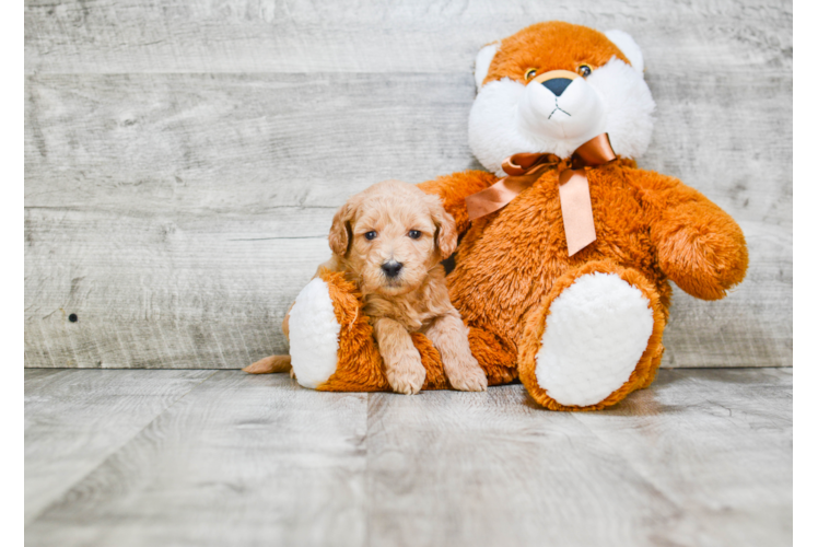 Hypoallergenic Golden Retriever Poodle Mix Puppy