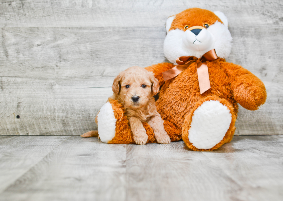 Hypoallergenic Golden Retriever Poodle Mix Puppy