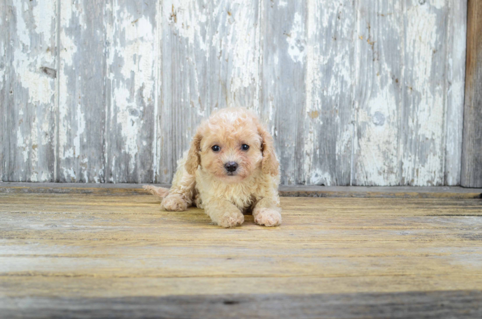 Best Cavapoo Baby