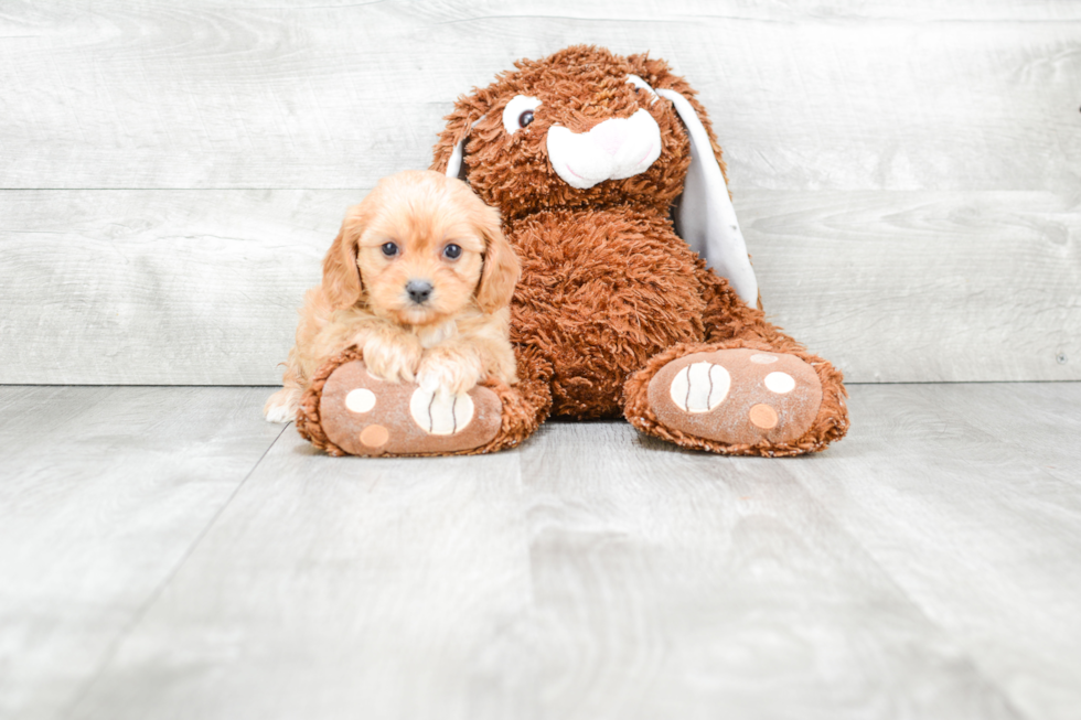 Adorable Cavoodle Poodle Mix Puppy