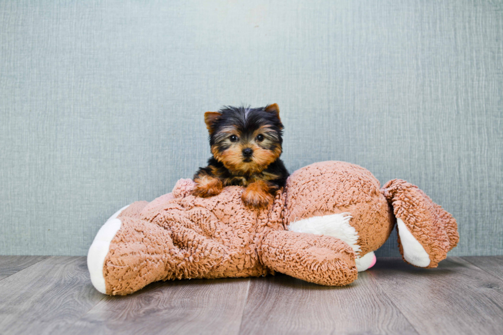 Meet Trigger - our Yorkshire Terrier Puppy Photo 