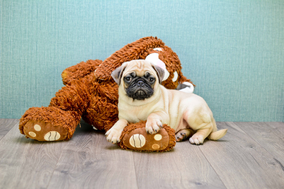 Pug Pup Being Cute