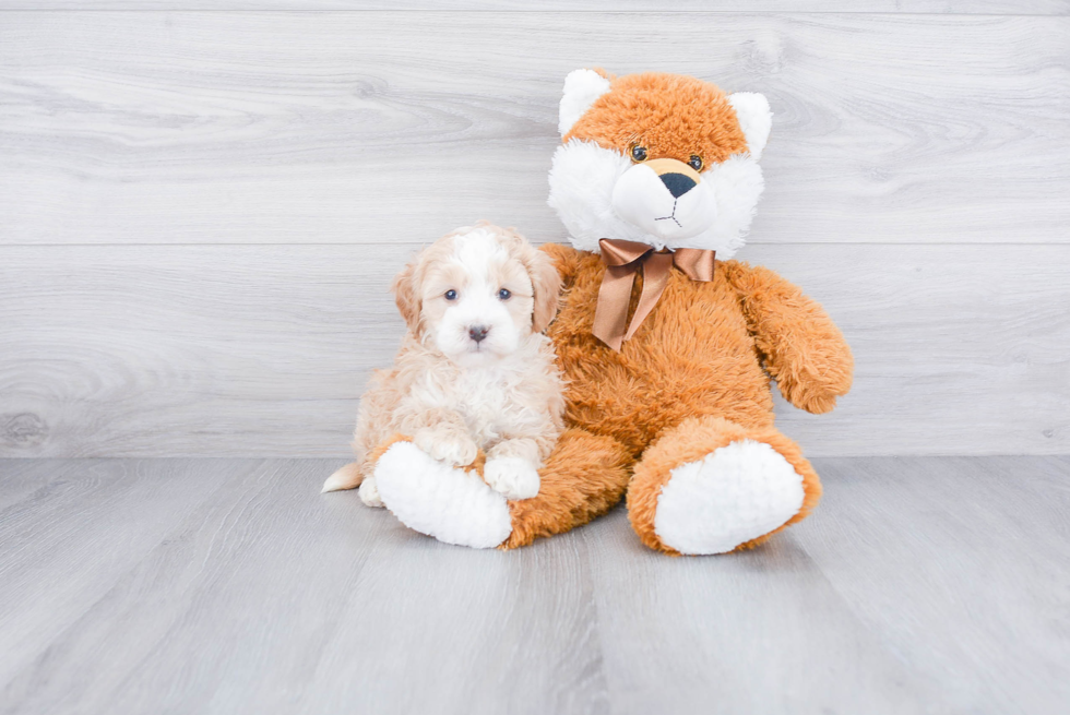 Mini Bernedoodle Pup Being Cute