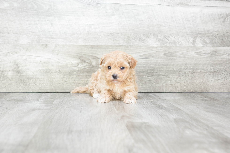 Little Maltese Poodle Poodle Mix Puppy