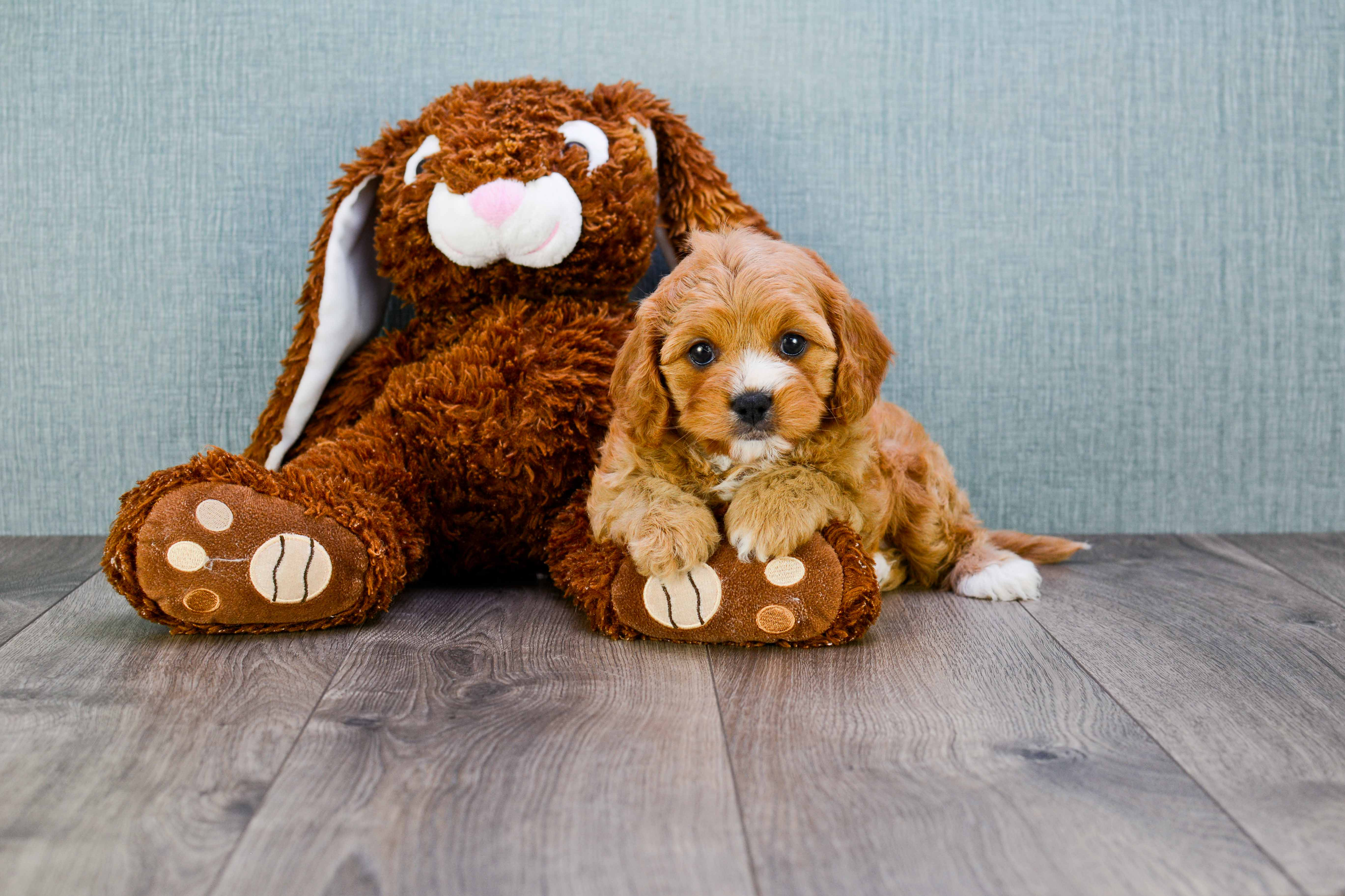 Cavapoo Pup Being Cute