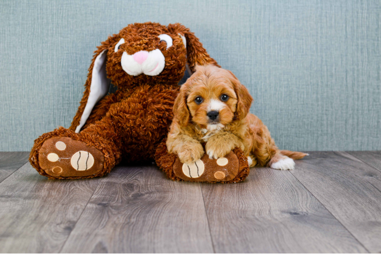 Cavapoo Pup Being Cute