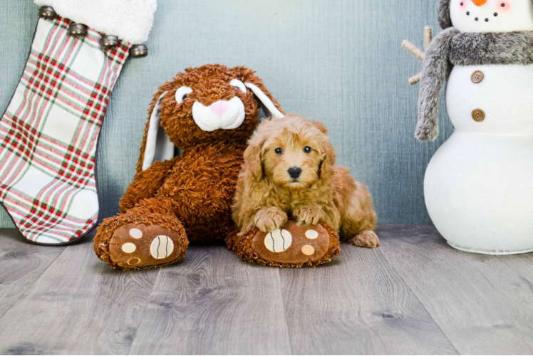 Cavapoo Puppy for Adoption